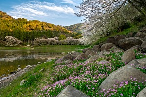 宇土市七曲池（甲岩自然公園）の桜